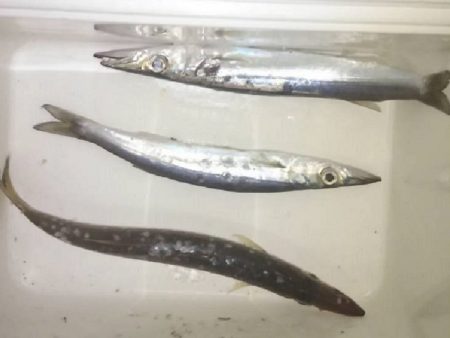 石津浜アオリイカ好調！太刀魚もまだまだボウズ無し